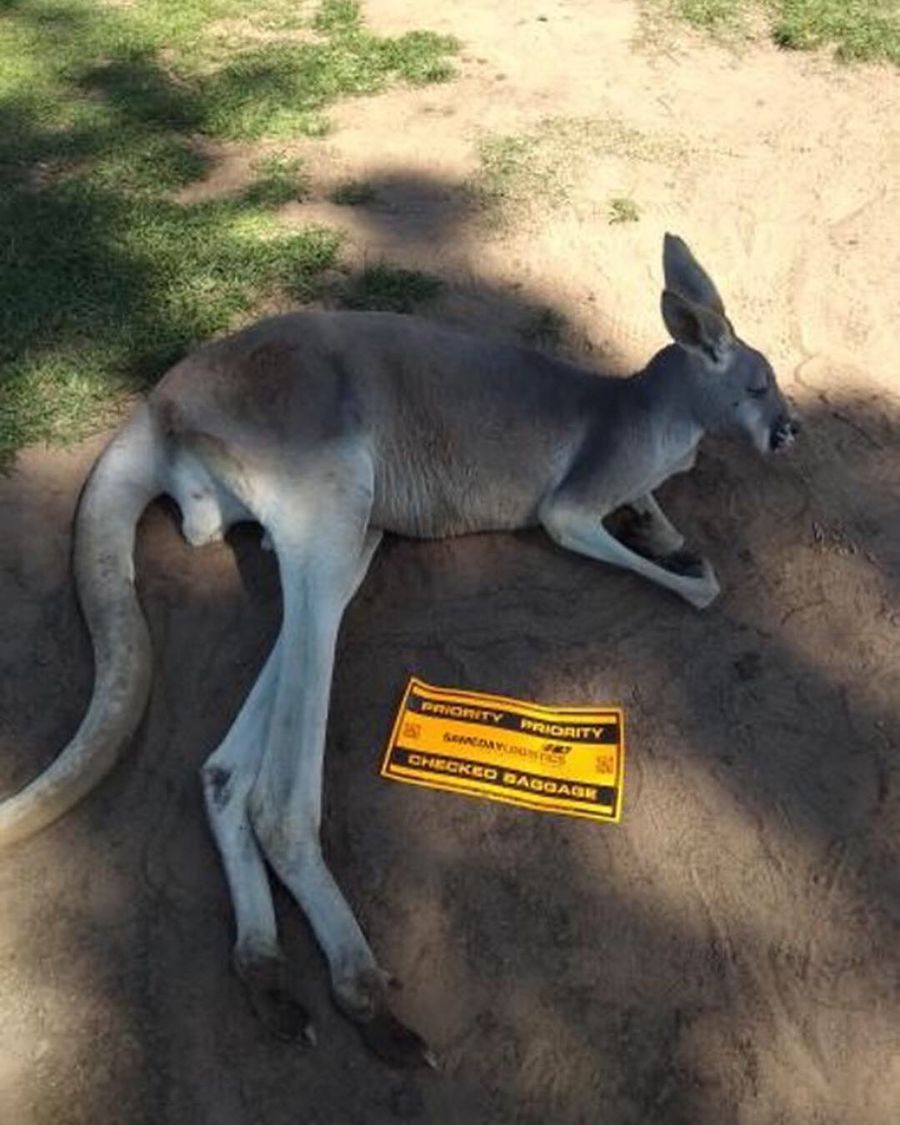 Känguru kurz vor dem Transport